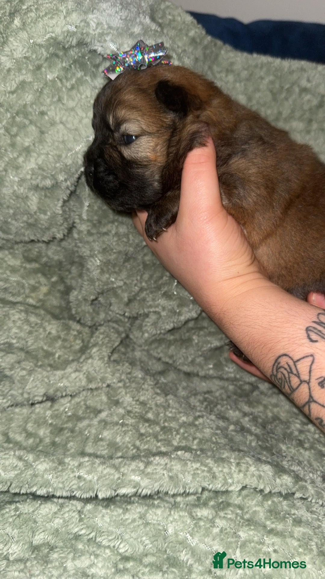 Chow Chow dogs for sale: Chow chow puppies  - Advert 34