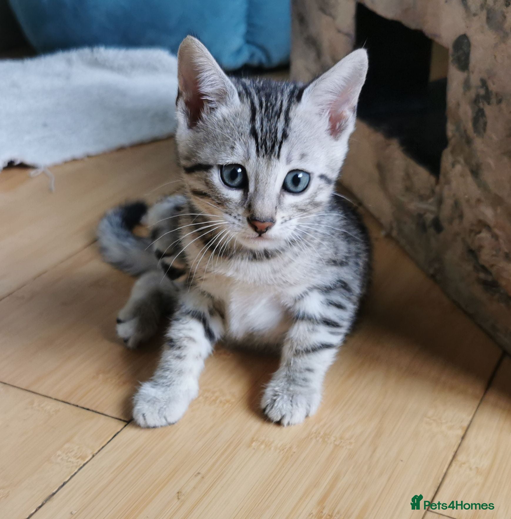 Bengal cats Silver and Snow Bengal girls - Advert 2