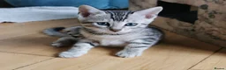 Bengal cats for sale: Silver and Snow Bengal girls - Advert 9