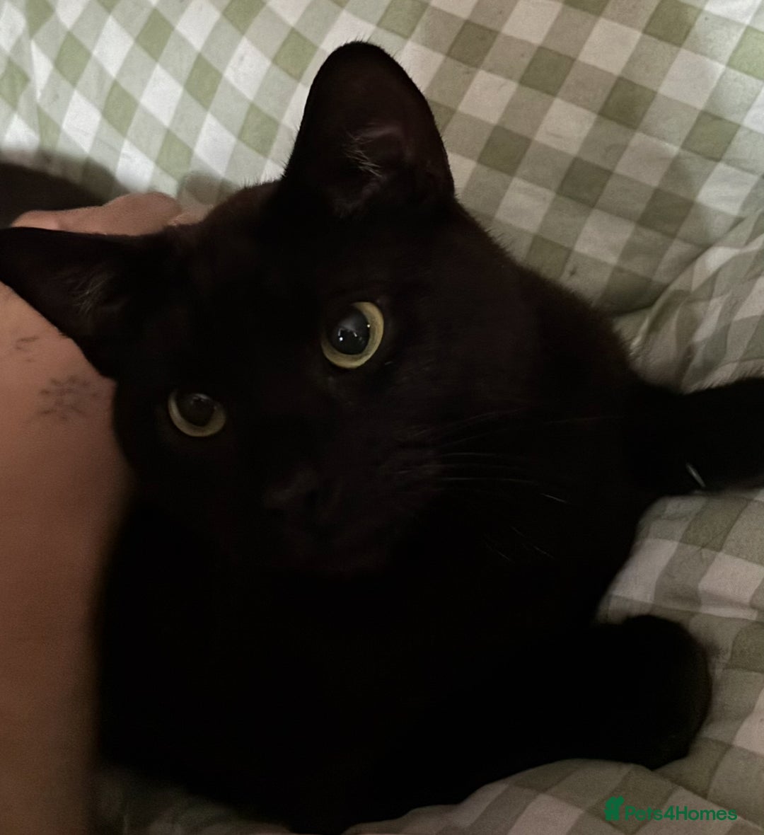 Domestic Shorthair cats for sale: twin males bonded pair - Advert 1