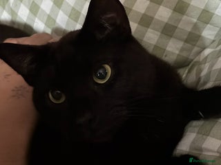 Domestic Shorthair cats twin males bonded pair - Advert 1