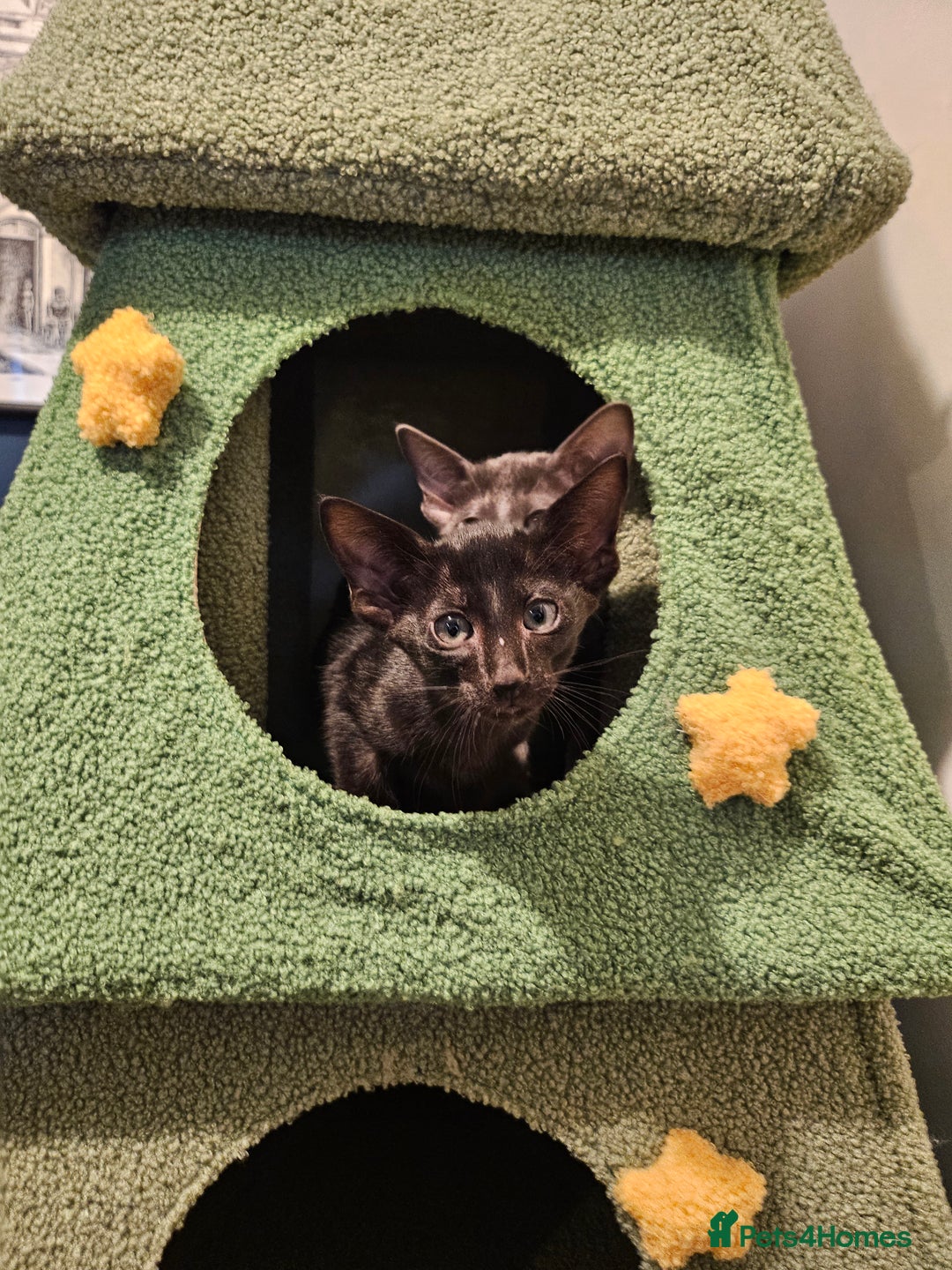 Oriental cats for sale: Black GCCF Oriental Female with Green Eyes - Advert 4