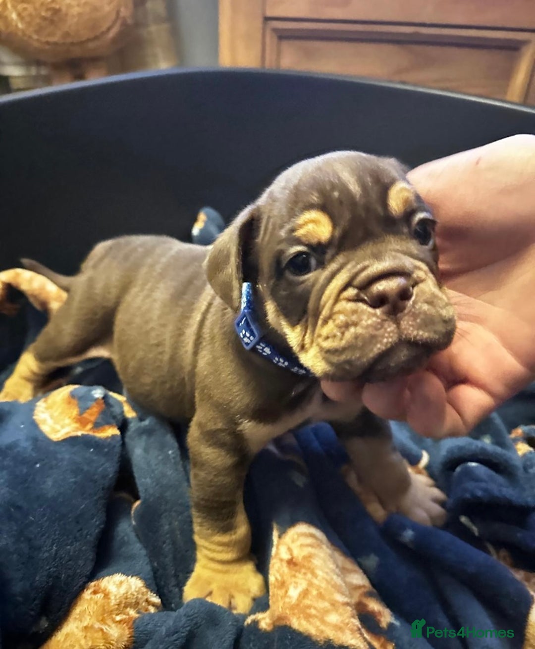 Mixed Breed dogs for sale: Old Tyme And English bulldog puppies - Advert 11