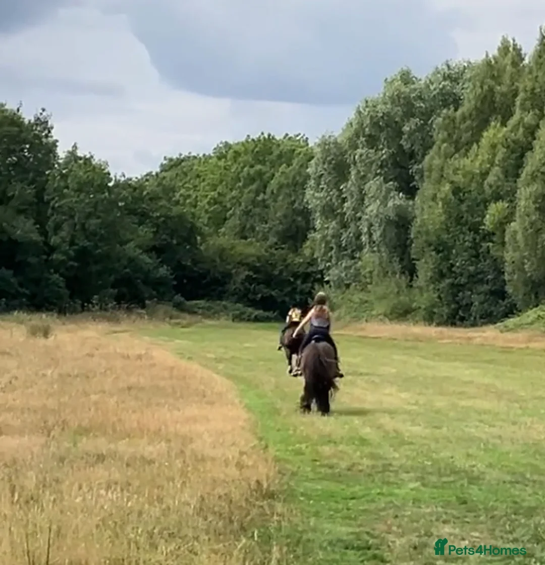 Irish Cob horses for sale: Traditional cob 15’2hh - Advert 4