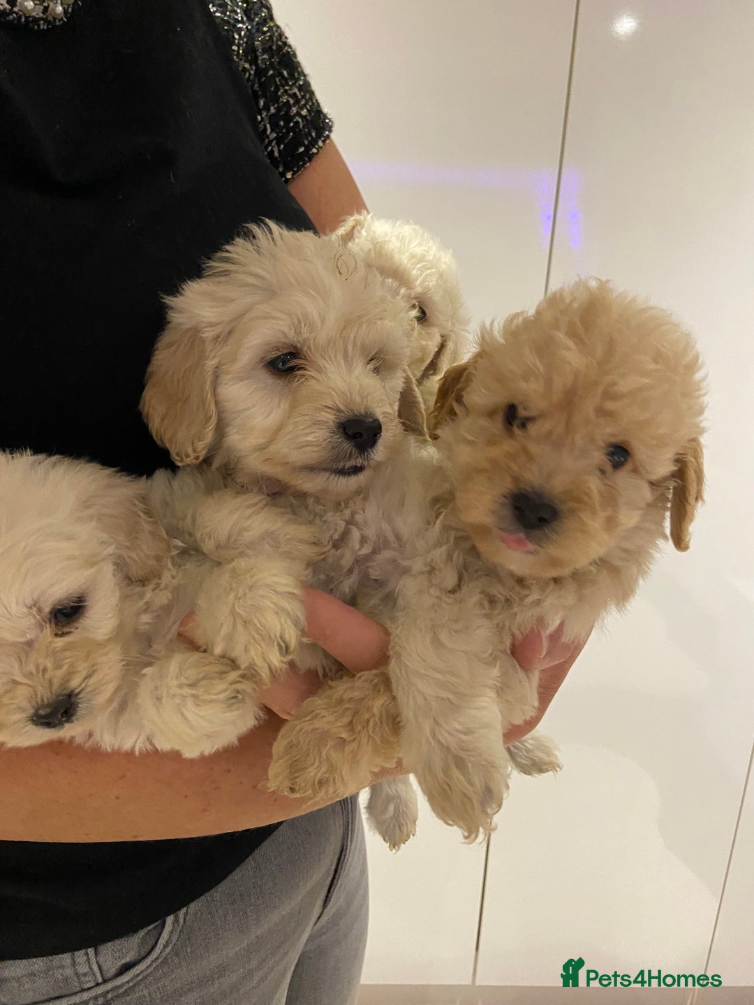 Cockapoo dogs for sale: Cockapoos for sale - Advert 7
