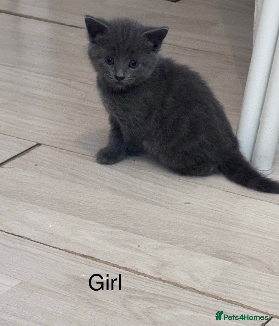 Mixed Breed cats for sale: Beautiful kittens looking new home 🐱🧡 - Advert 4