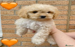 Cavapoo dogs for sale: 💖 Top Quality F1B Cavapoo Puppies DNA TESTED 💖 - Image 4