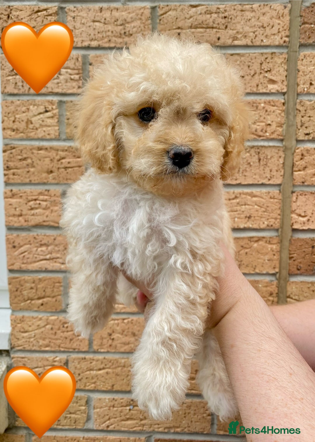 Cavapoo dogs for sale: 💖 Top Quality F1B Cavapoo Puppies DNA TESTED 💖 - Image 4