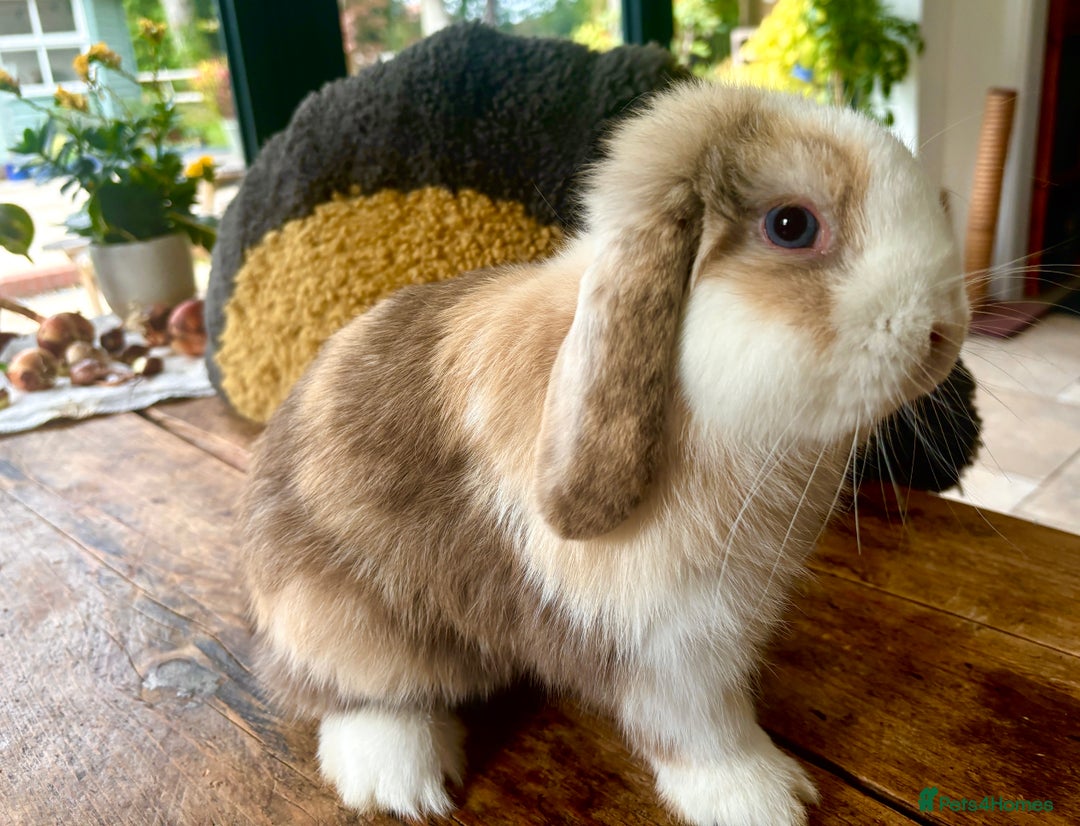 Mini Lop rabbits for sale: Mini Lop Rabbits Waitlist 2026 - Advert 9