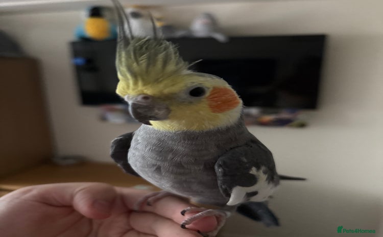 Cockatiels birds - Advert 1