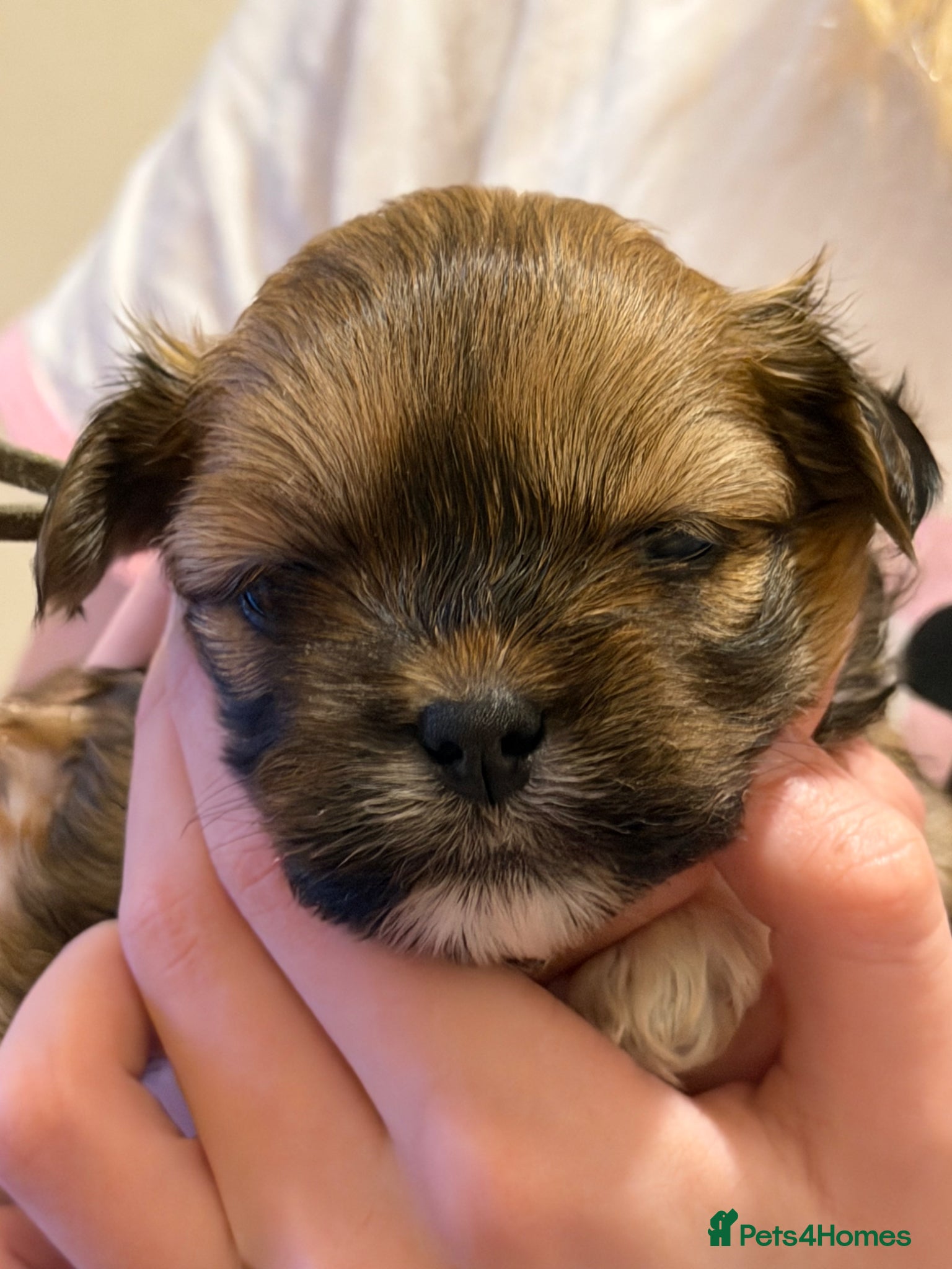 Lhasa Apso dogs 5 stunning boys available - Advert 2