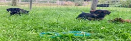 Mixed Breed dogs for sale: Border Terrier x wire haired Dachshund  - Advert 3