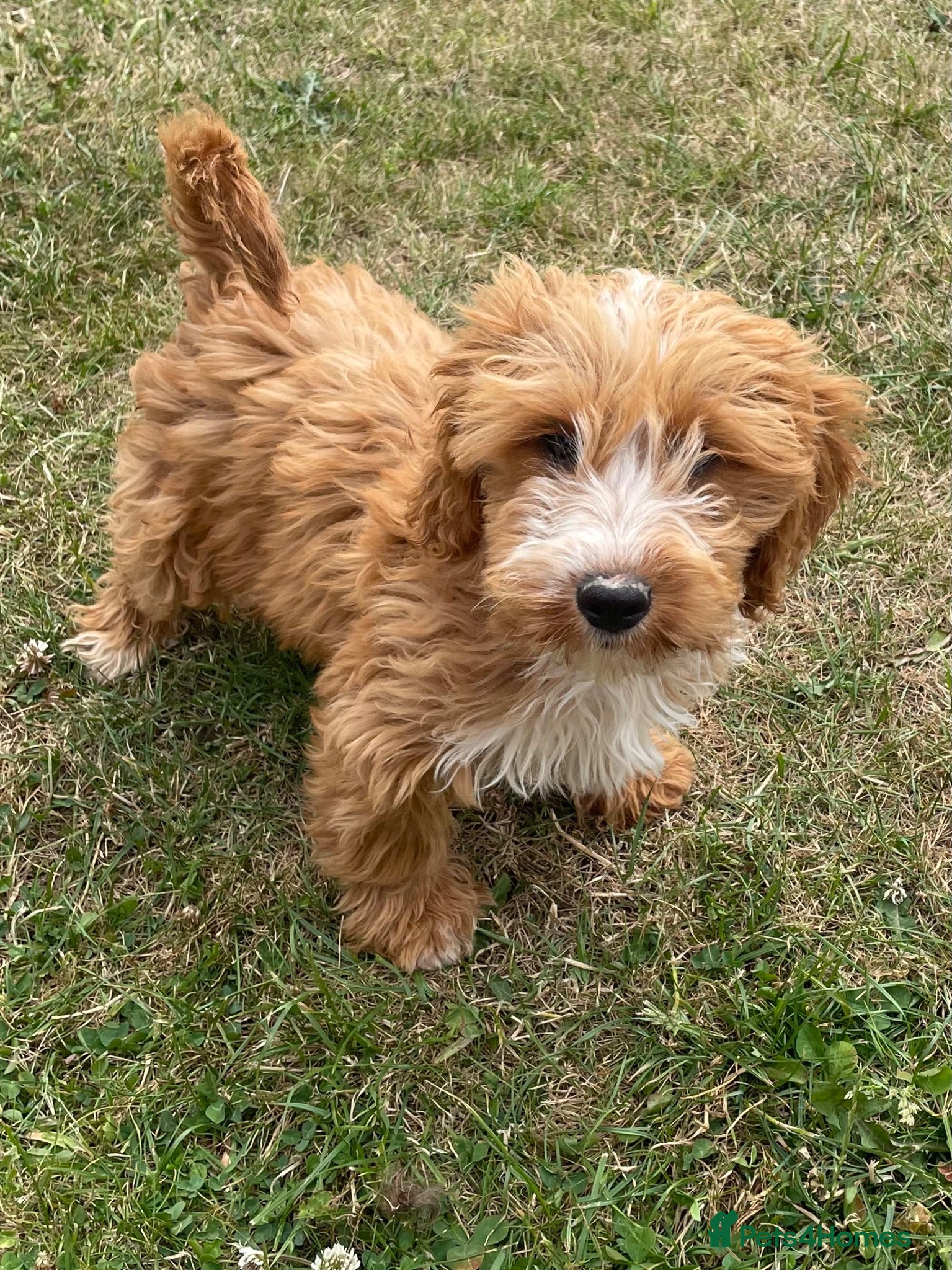 Cockapoo dogs Cockapoo puppies for sale - Advert 2