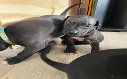 Cane Corso dogs for sale: 10 gorgeous Cane Corso  - Image 8