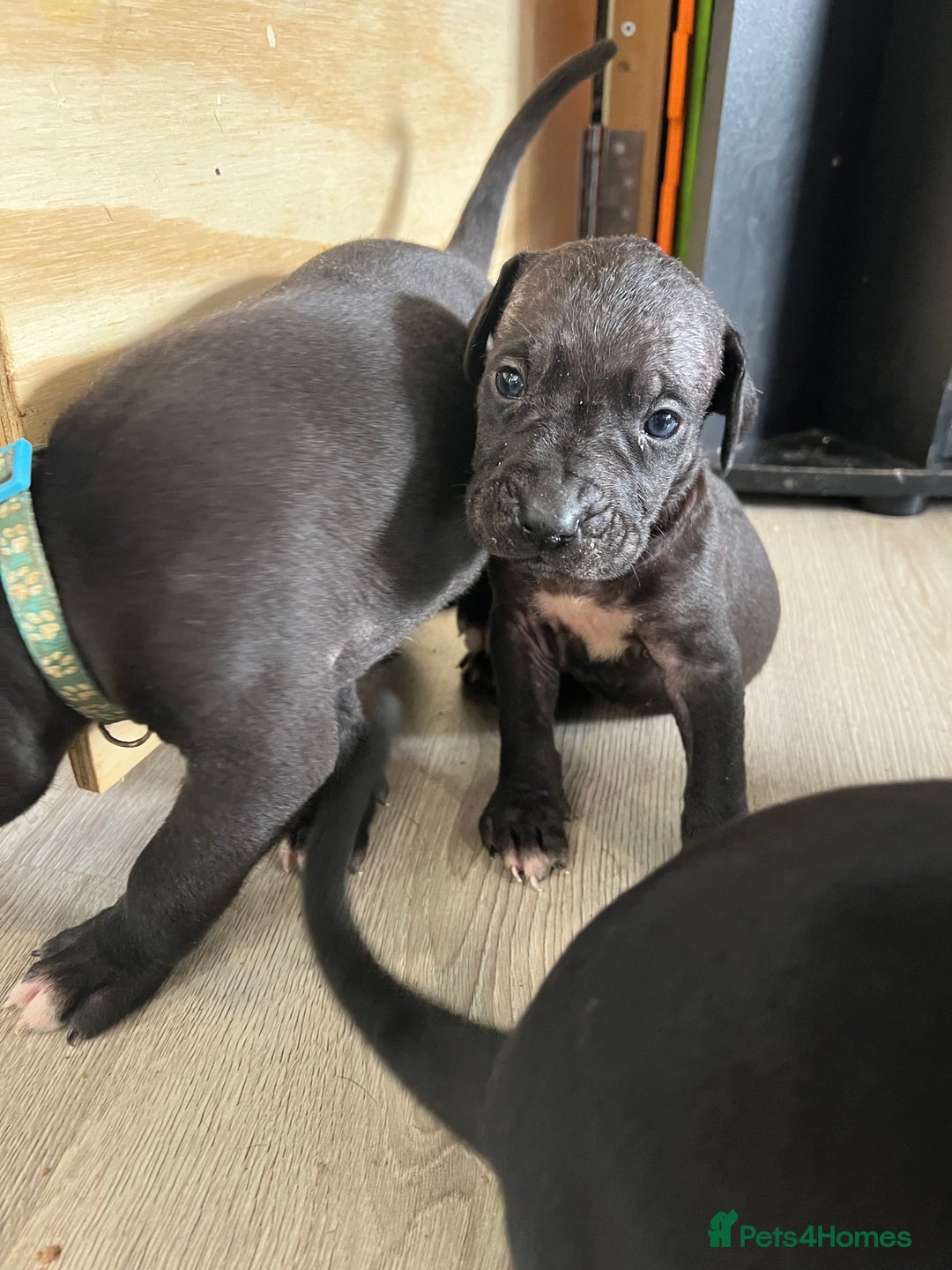 Cane Corso dogs for sale: 10 gorgeous Cane Corso  - Image 8