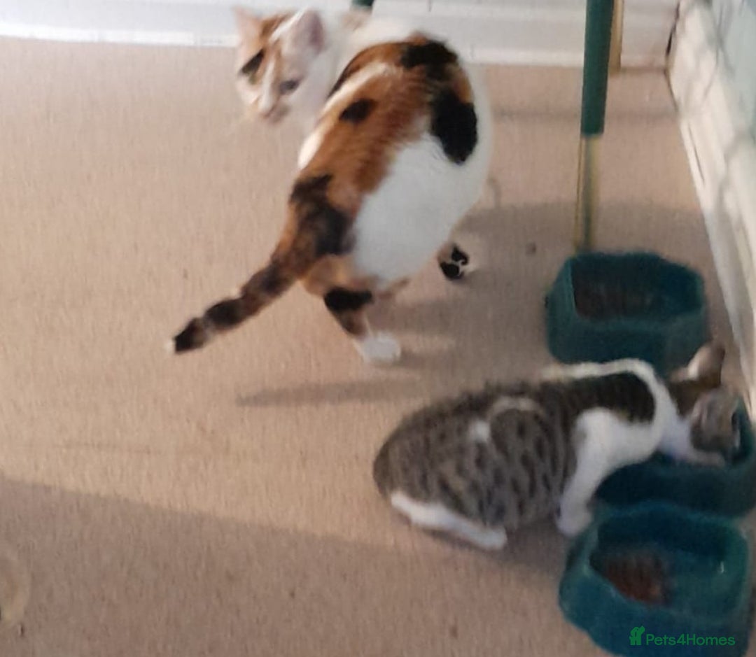 Domestic Shorthair cats for sale: Domestic short hair kittens  - Image 5