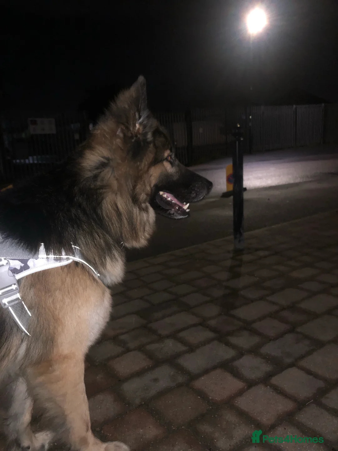 German Shepherd dogs for stud: German Shepard up for stud  in Erith - Advert 9