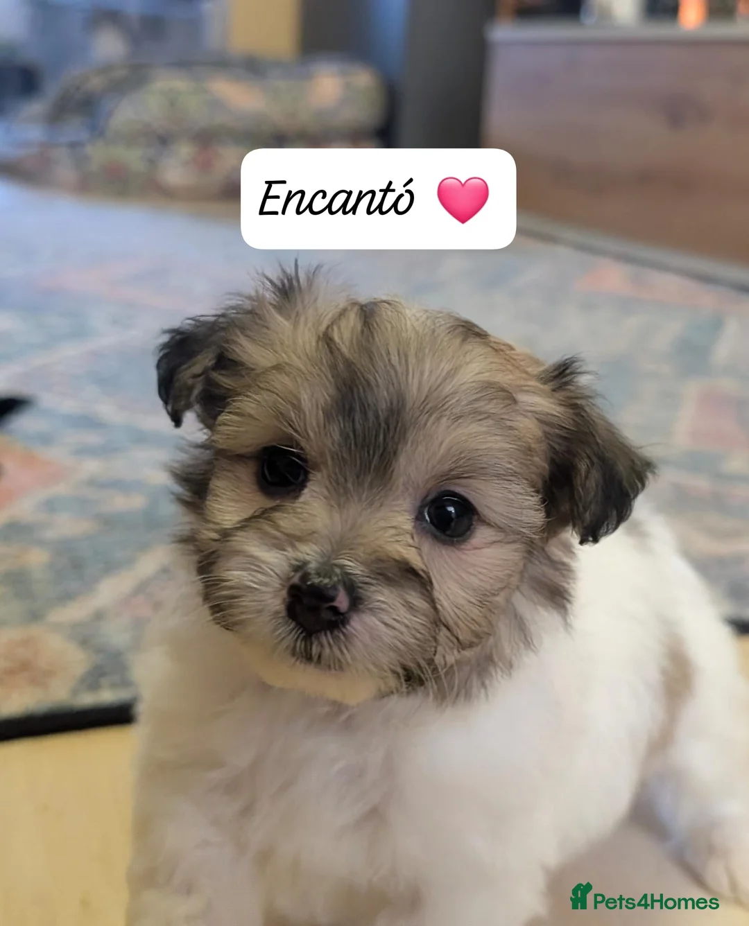 Chipoo dogs for sale: Chipoo Puppies - Advert 23