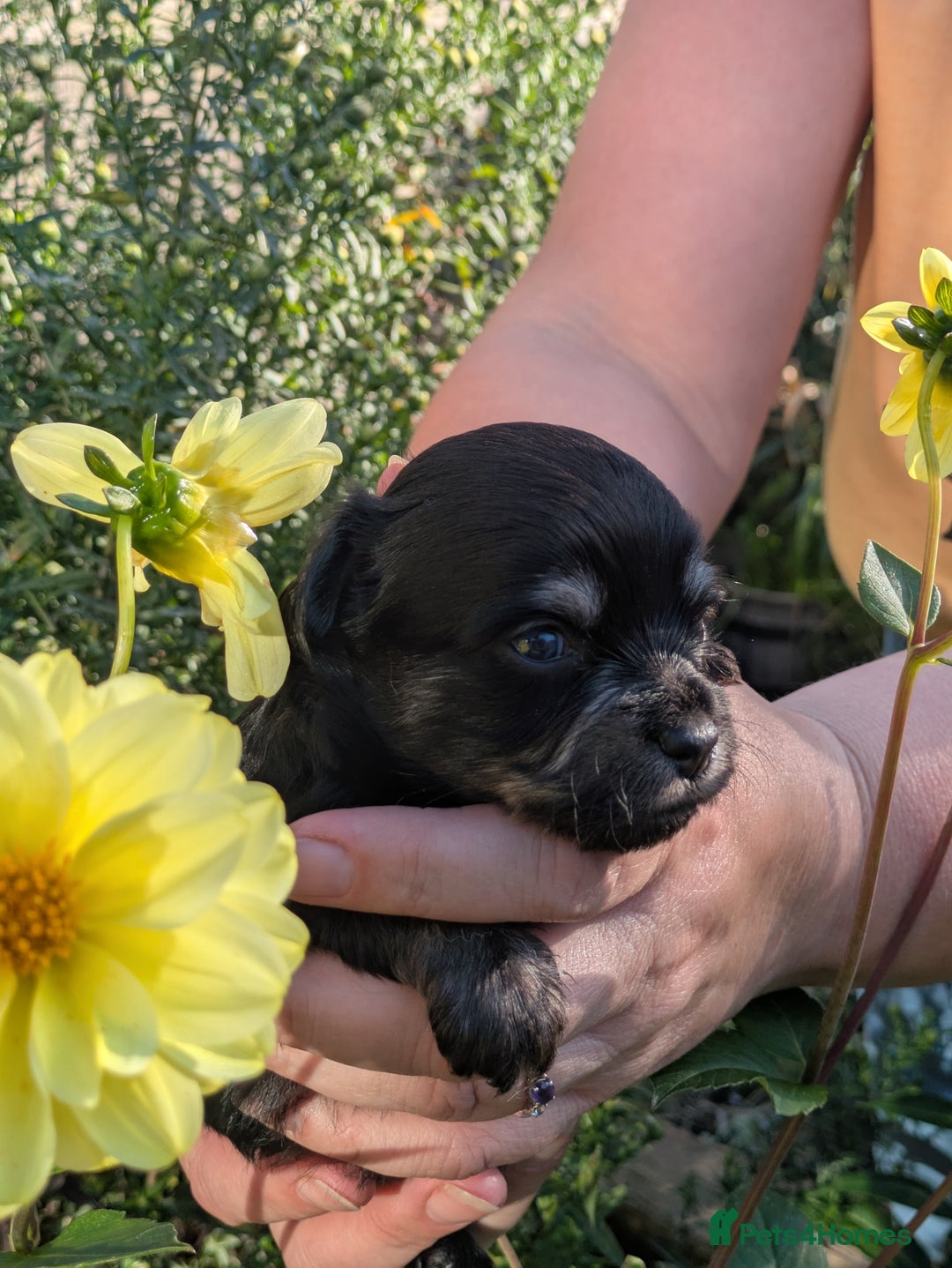 Chipoo dogs for sale: Health tested, non shed chipoos - Image 19
