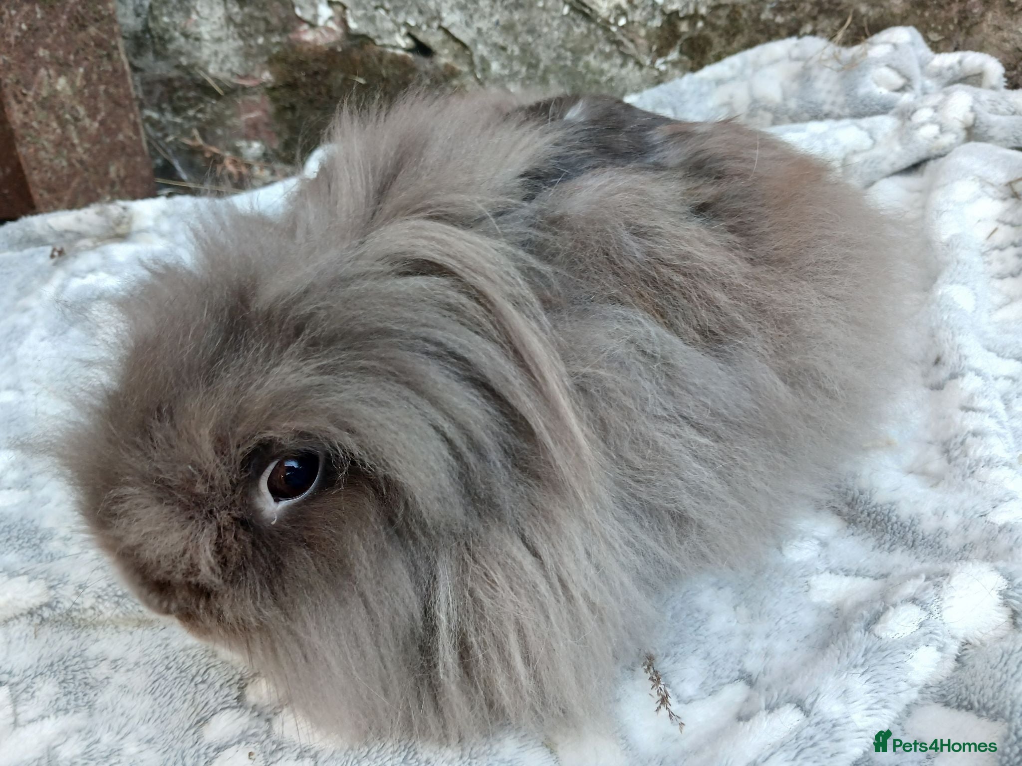 Lionhead rabbits Stunning Chocolate DM lionhead adult female rabbit - Advert 15
