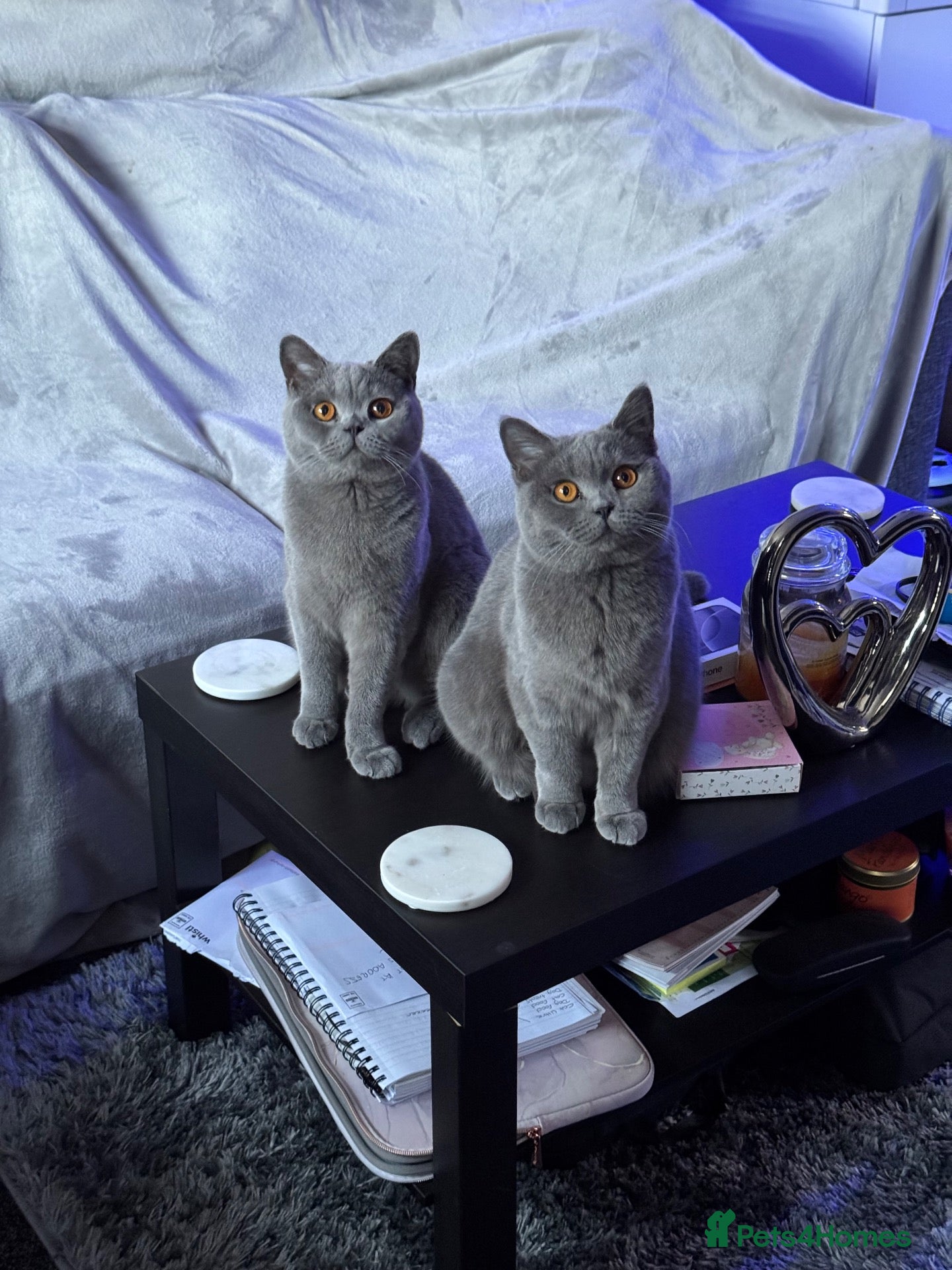 British Shorthair cats British shorthair brother and sister for rehoming - Advert 2