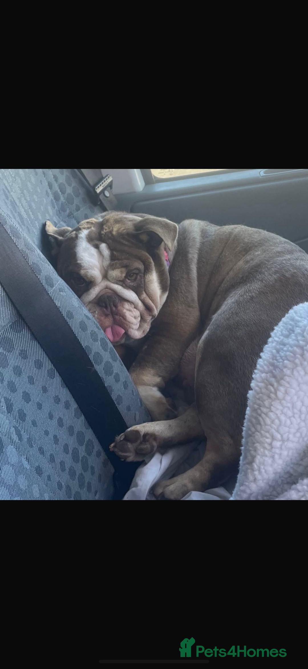 English Bulldog dogs for sale: English bulldog - Coco  - Image 4