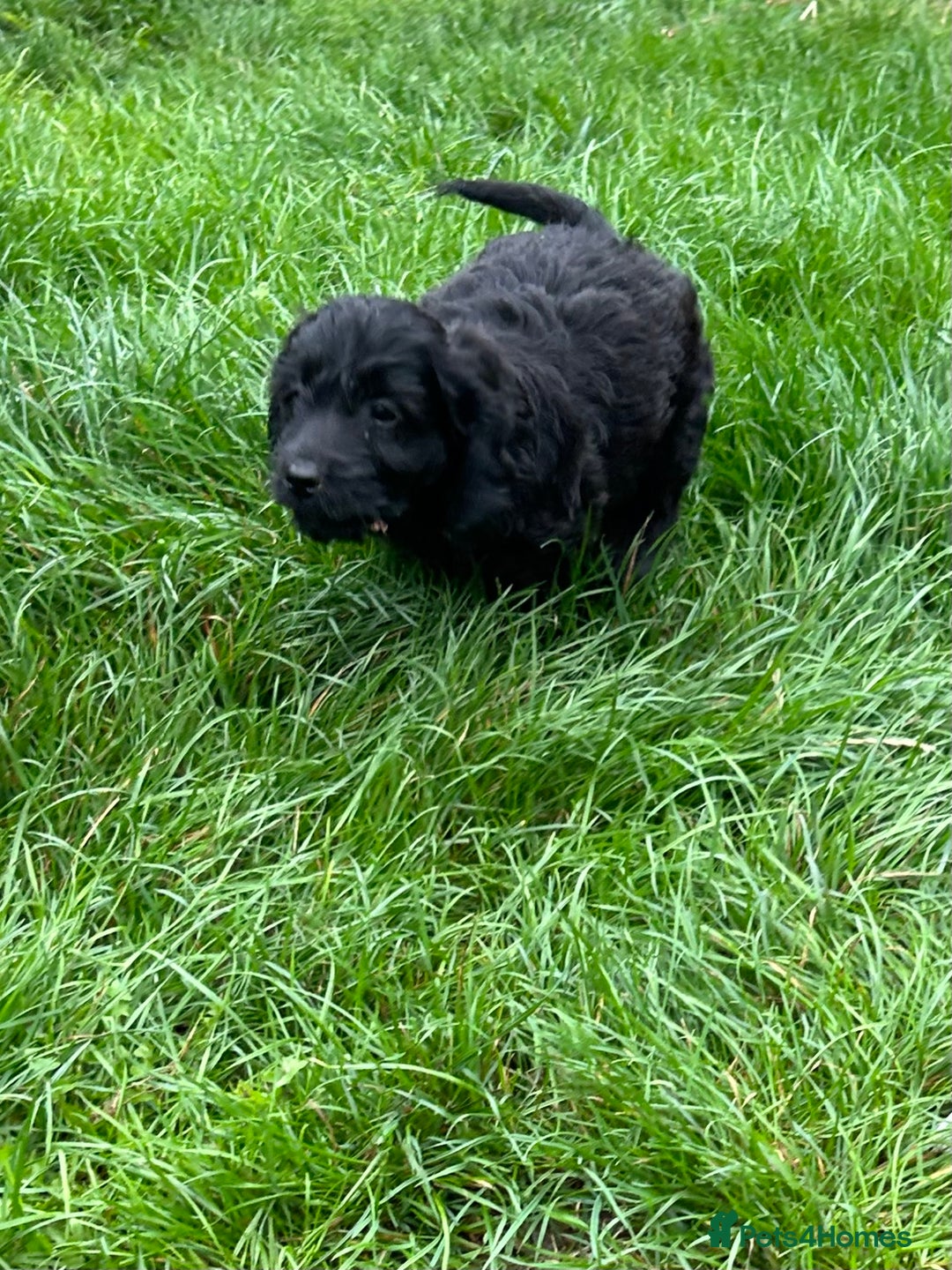 Cockapoo dogs for sale: Beautiful miniature Teddybear Cockerpoos puppies  - Image 6