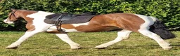 Irish Cob horses for sale: Cob mare 14.3 hacking mare - Advert 2