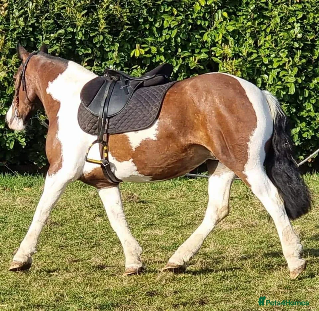 Irish Cob horses for sale: Cob mare 14.3 hacking mare - Advert 2