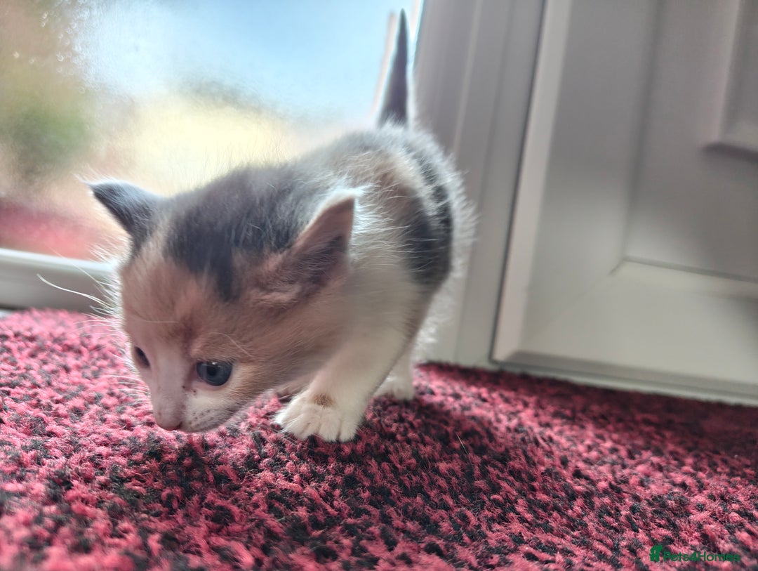 Mixed Breed cats for sale: 4 Mixed Breed Kittens  - Image 33