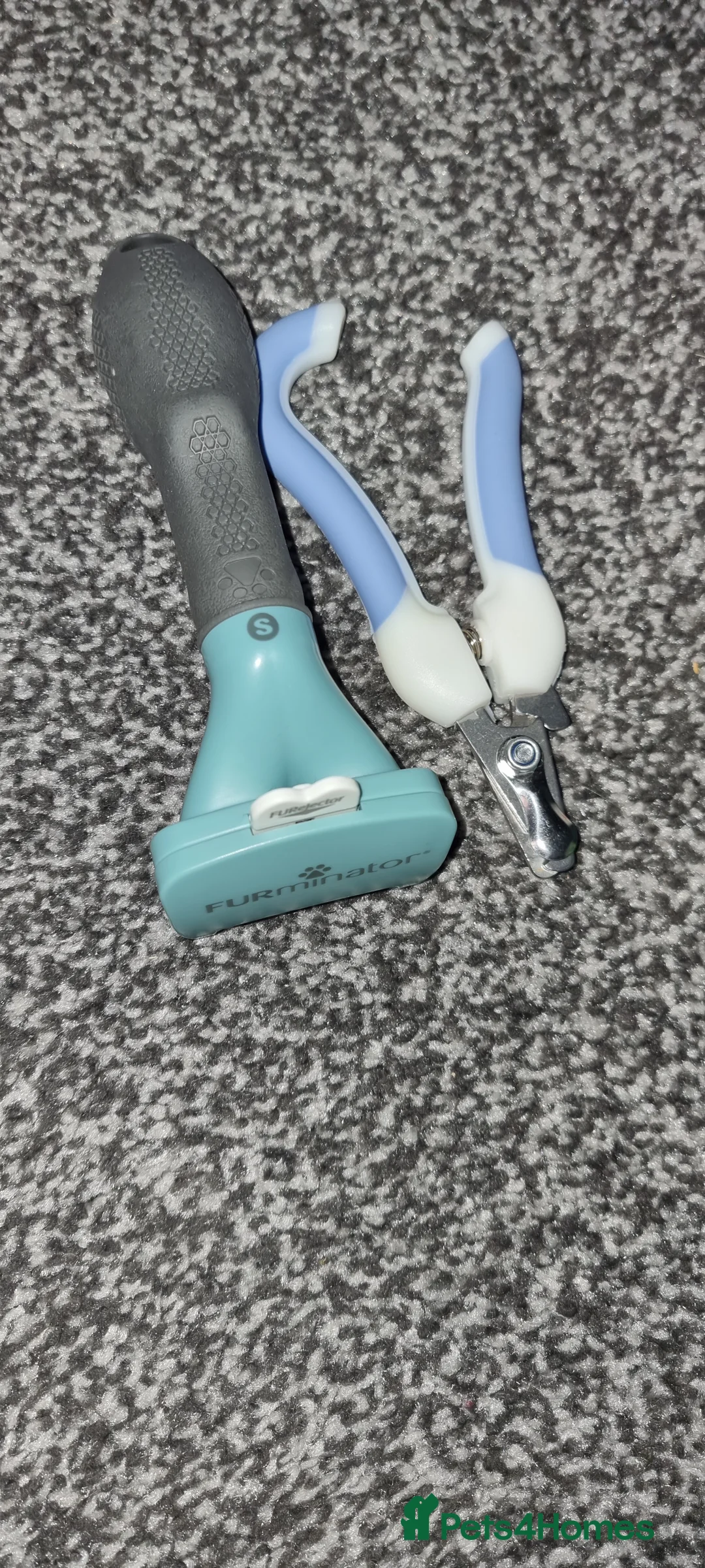 Russian Blue cats for sale: Blue Russian Cat Looking for a Loving Home - Advert 9