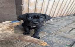 Cane Corso dogs for sale: Cane corso puppies.. - Image 21