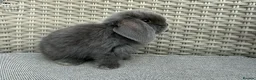 Mini Lop rabbits for sale: Last 2 plush lops available to reserve - Advert 25