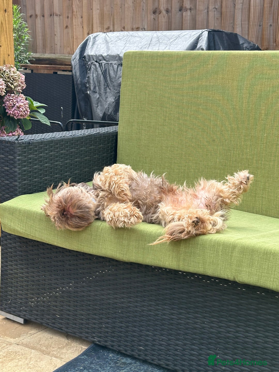 Shih Tzu dogs for sale: Shih Tzu Girl - Advert 1