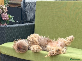 Shih Tzu dogs Shih Tzu Girl - Advert 1