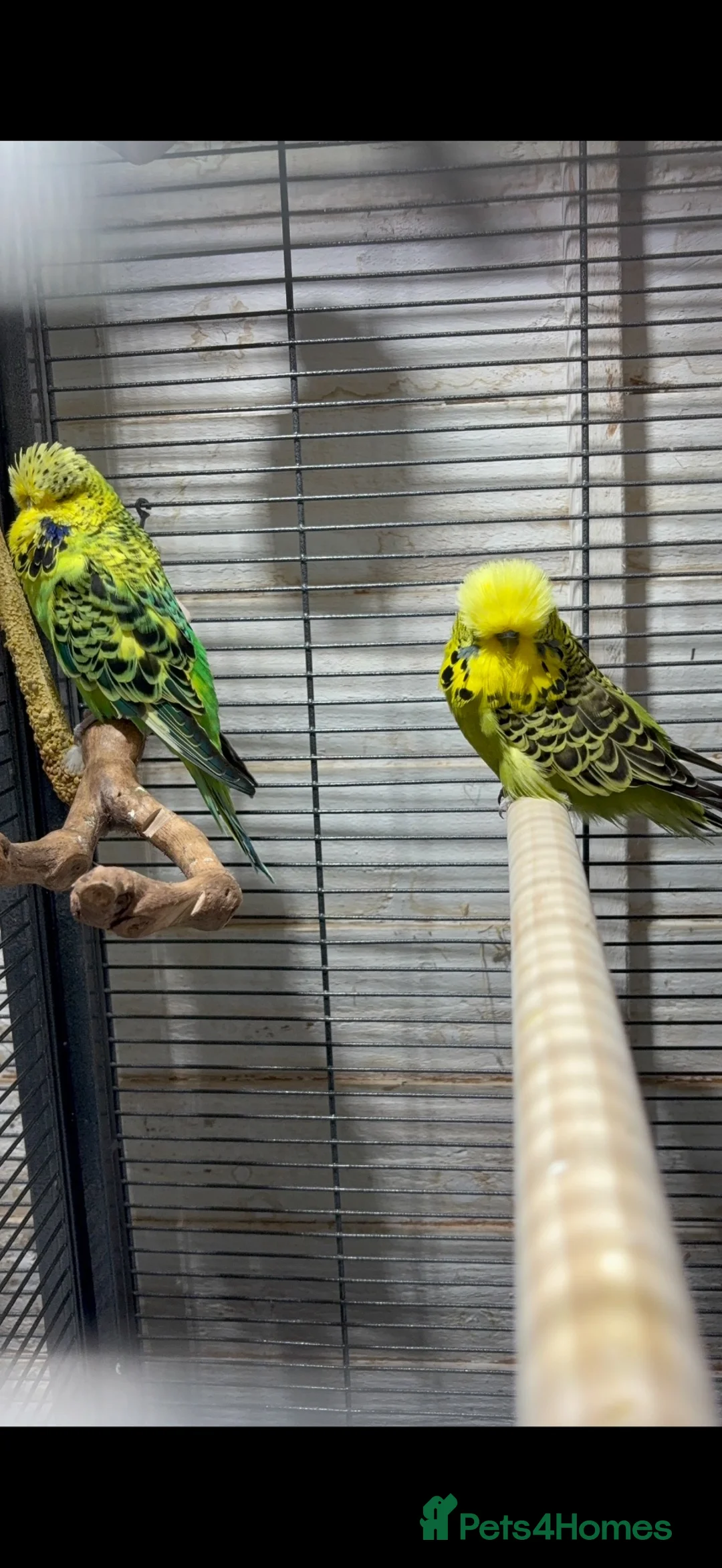 Budgerigars birds for sale: Exhibition budgies (bonded pair) - Advert 2