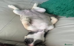 English Bulldog dogs for sale: Female english bulldog puppy  - Advert 5