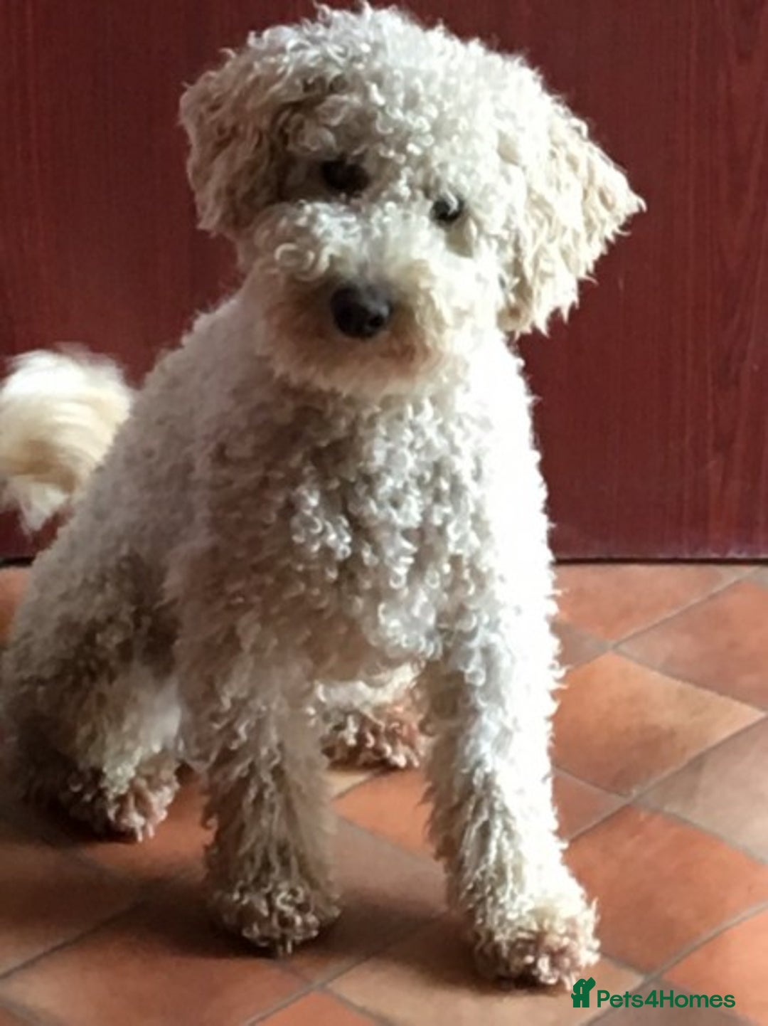 Miniature Poodle dogs for stud: Health Tested Apricot Miniature Poodle for stud in Llandeilo - Advert 3