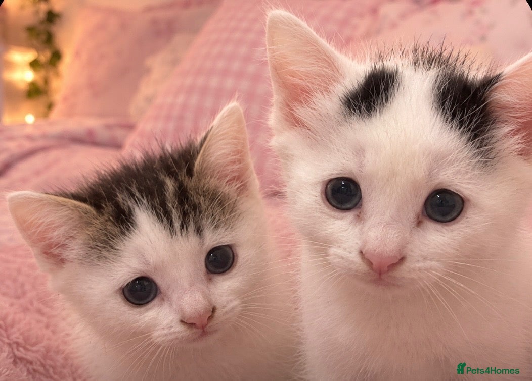 British Longhair cats Beautiful fluffy kittens for sale - Advert 6