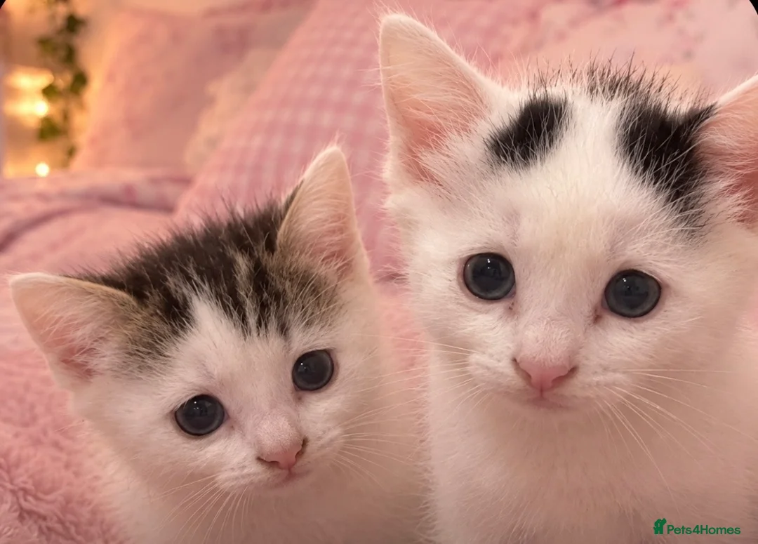 British Longhair cats for sale: Beautiful fluffy kittens for sale - Advert 1