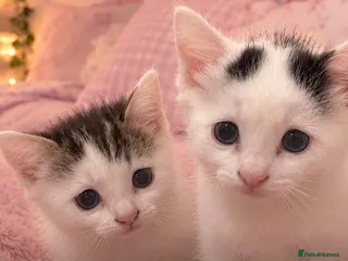 British Longhair cats Beautiful fluffy kittens for sale - Advert 6