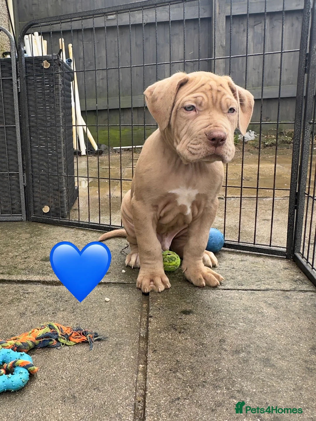 Mixed Breed dogs for sale: Presa X Neo puppies R2G! last available female  - Advert 11