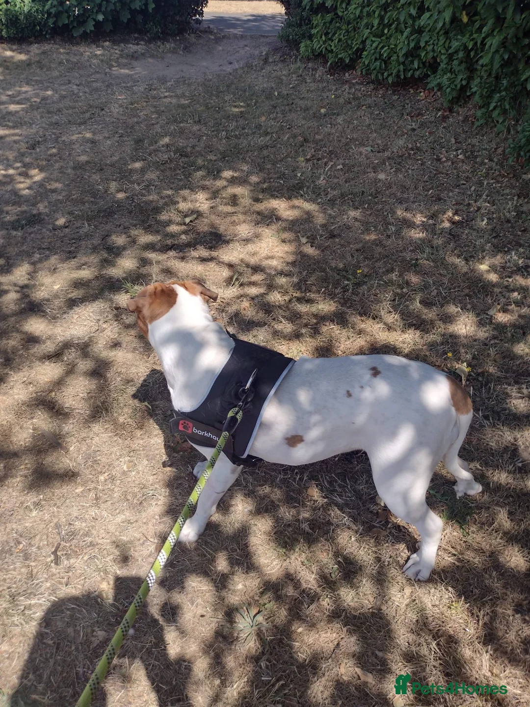 Mixed Breed dogs for sale: Nala 2 Years Old Bulldog/Boxer - Advert 2