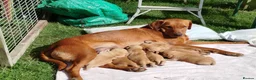 Labrador Retriever dogs for sale: Labrador puppies  - Advert 2