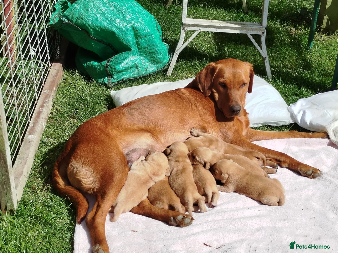Labrador Retriever dogs for sale: Labrador puppies  - Advert 2