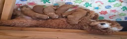 Sproodle dogs for sale: Stunning Red Sproodles  - Advert 1