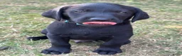 Labrador Retriever dogs for sale: Working bred lab puppies  in Ipswich - Advert 7