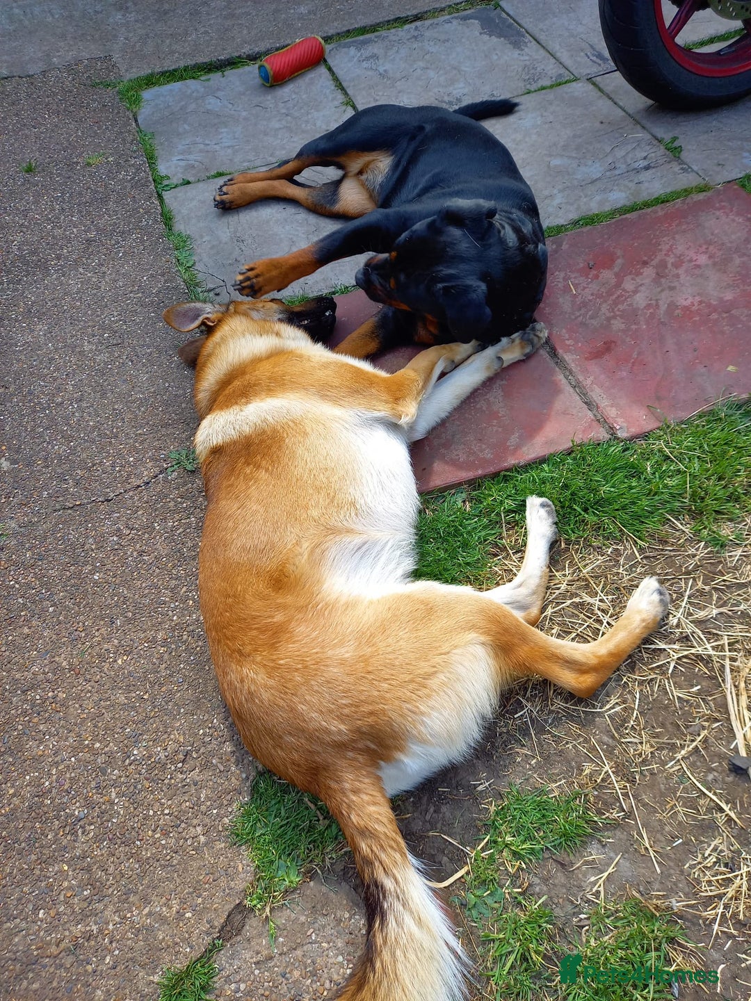 Mixed Breed dogs for sale: rottweiler cross belgian shepherd - Image 6