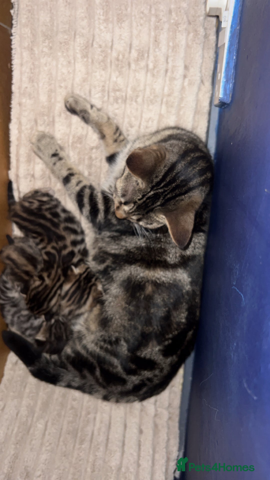 Bengal cats for sale: Beautiful Bengal kittens  - Advert 12