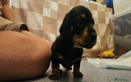 Miniature Dachshund dogs for sale: Daxie medium coat puppies dapples and black & tan  - Image 15